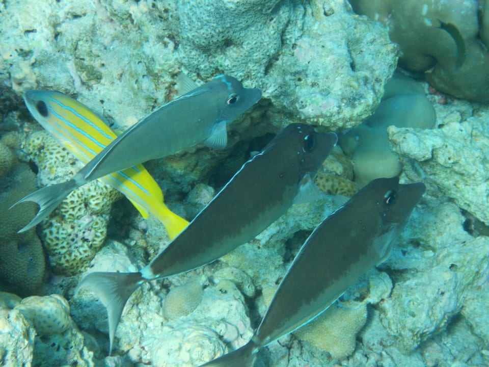Unter dem Wasser Kihaa Maldives