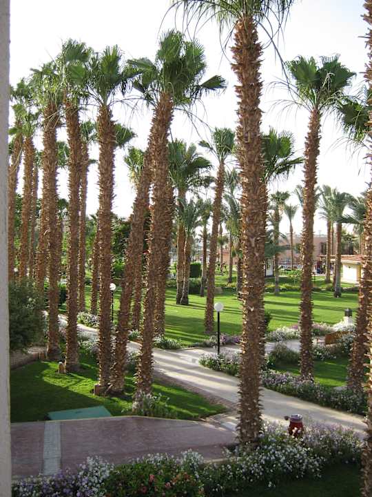 Weg zum Restaurant Beach Albatros Resort