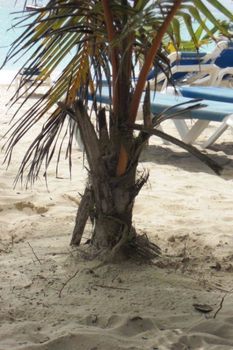 Kleine Palme am Strand Hotel Riu Palace Bavaro
