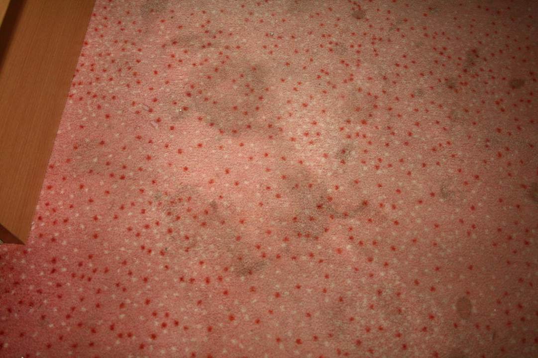 Verschmutzter Teppichboden Rivijera Villen & Dependance Flora & Madera