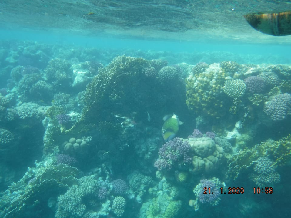 Sport & Freizeit Steigenberger Coraya Beach - Adults only