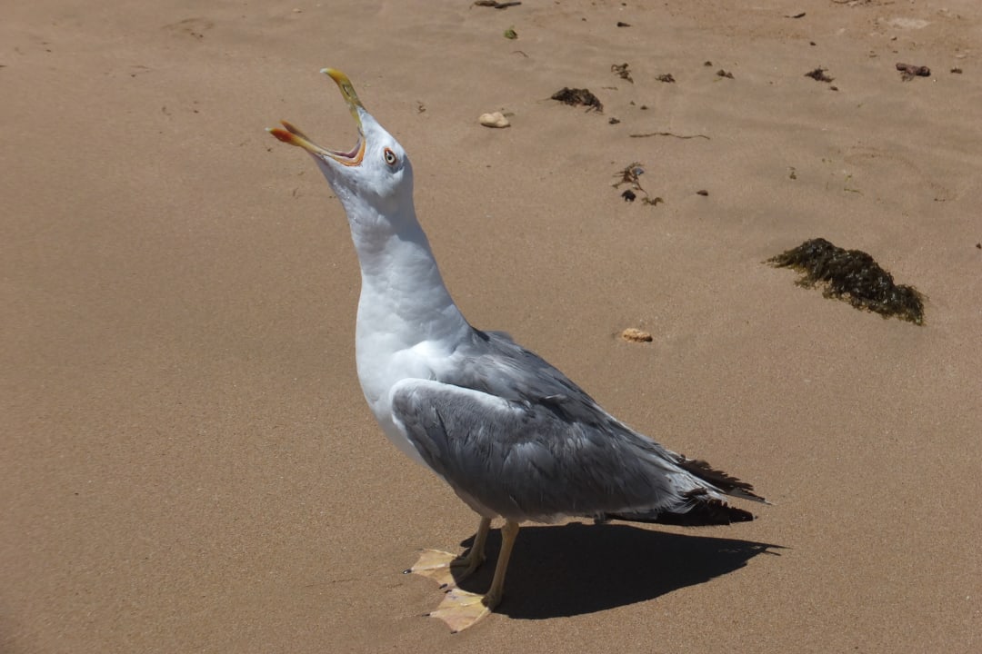 Sonstiges AP Oriental Beach - Adults Friendly