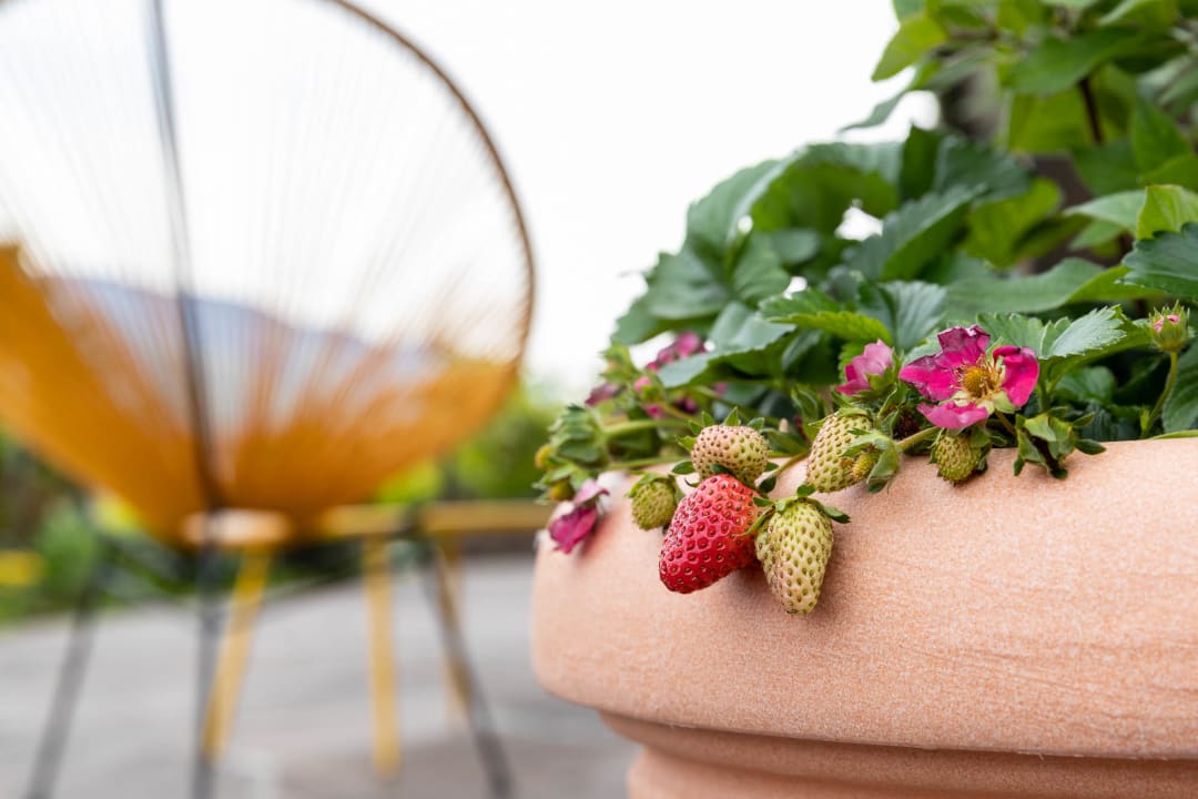 Gartenanlage Paulus Apartments