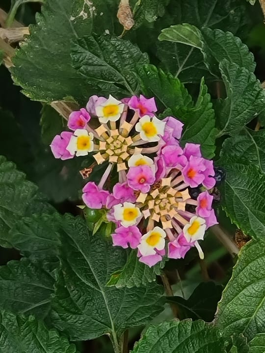 Sonstiges İncekum West Hotel