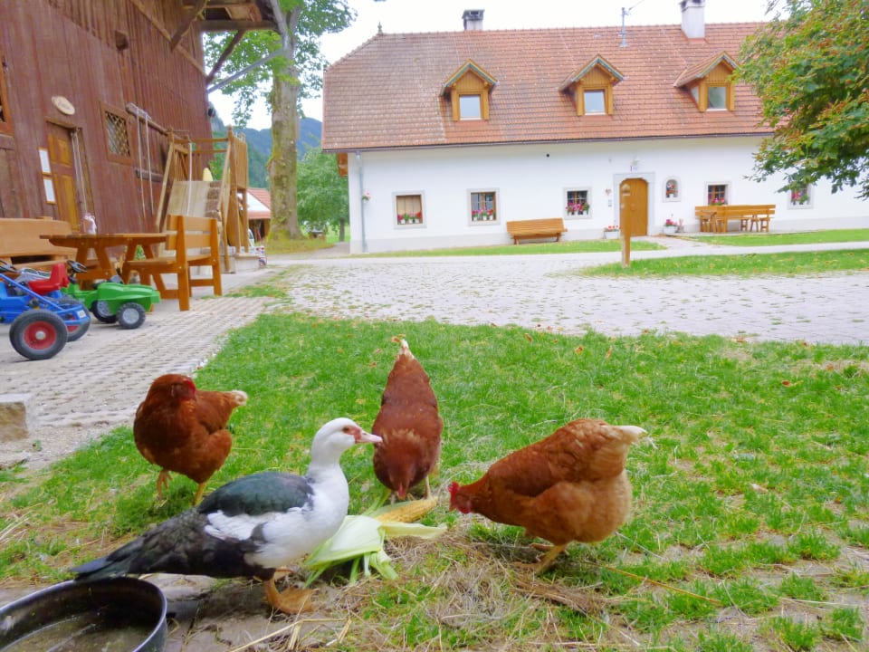 Außenansicht Ferien am Land - Waldbauer