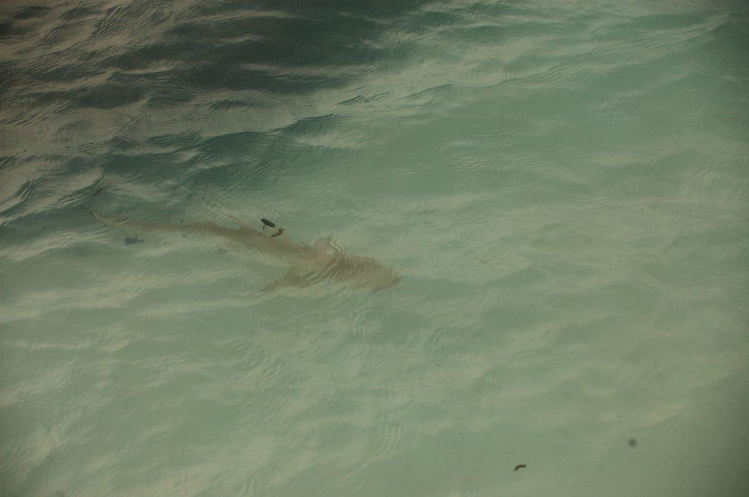 Babyhai Meeru Maldives Resort Island