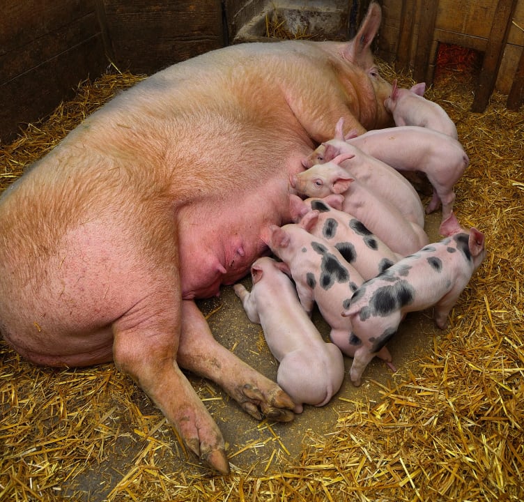 Schweinemama mit Ferkel Erlebnisbauernhof Urak