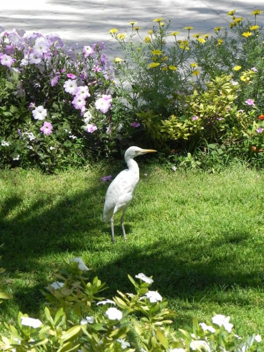 Tierwelt Ali Baba Palace Hotel