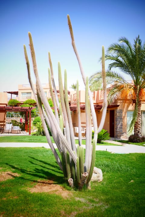 Viagrakaktus Shams Prestige Abu Soma-Adults Only