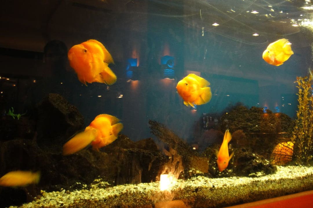 Eines der vielen Fischgläser Limak Limra Hotel & Resort