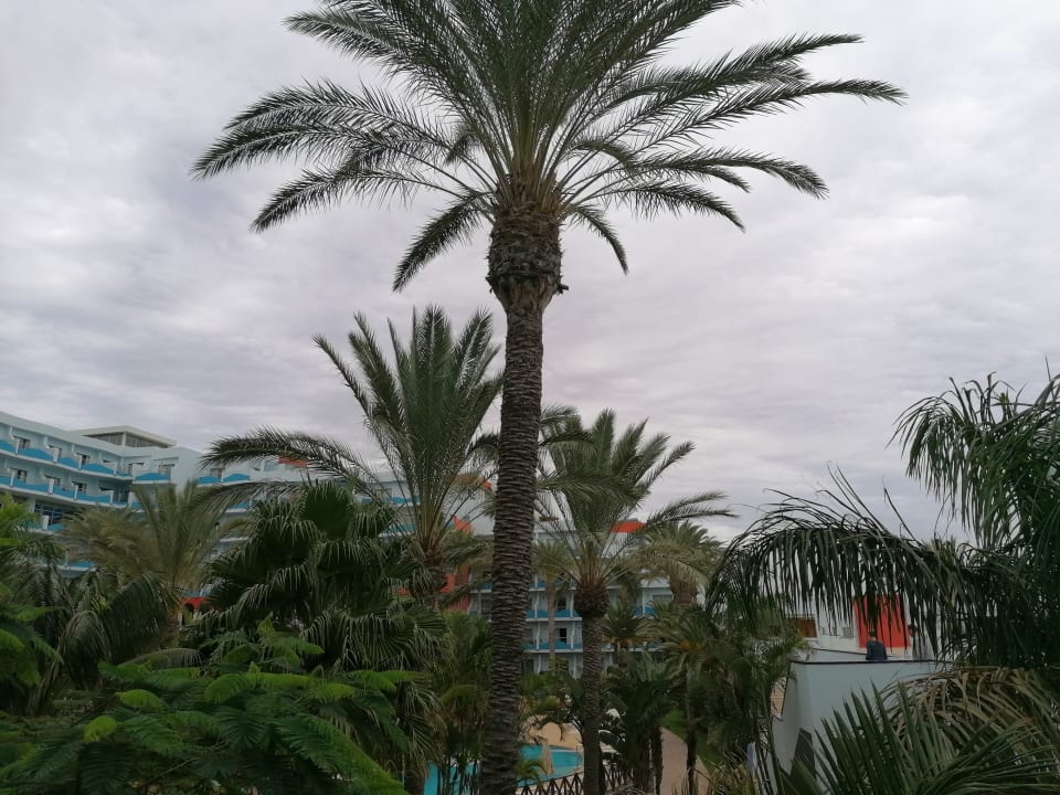 Gartenanlage R2 Pajara Beach