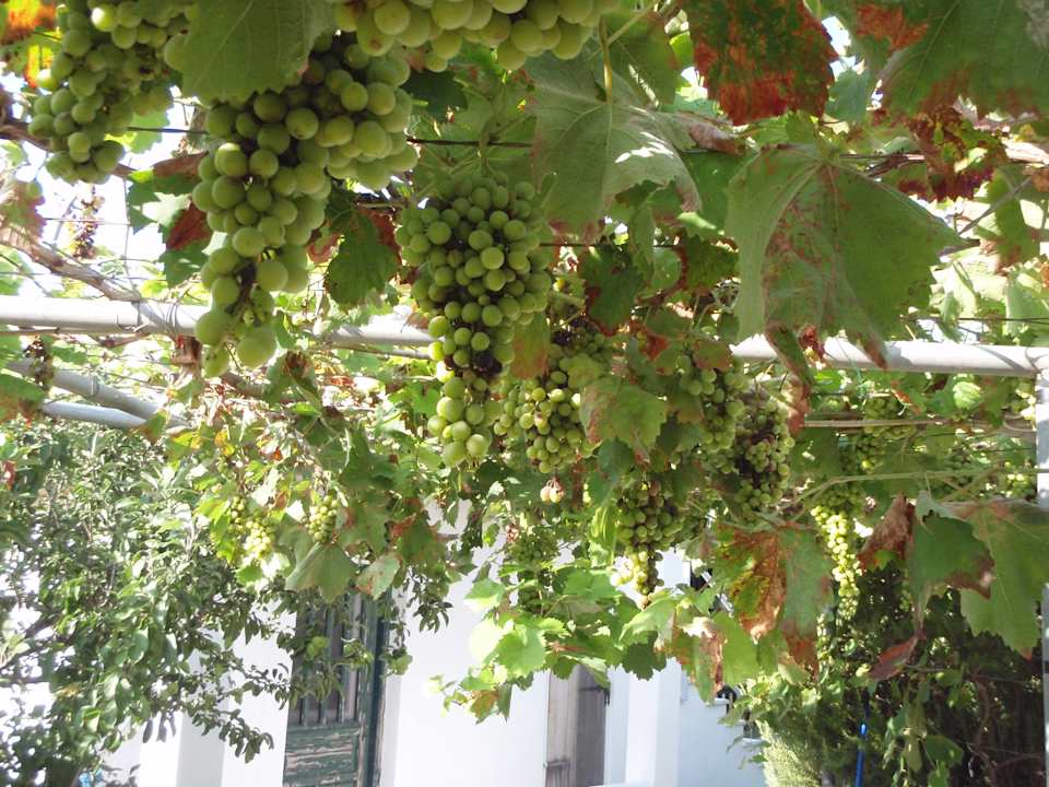 Sonstiges Apartments Angela Beach