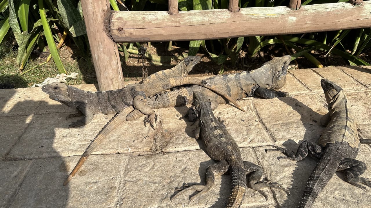 Gartenanlage Bahia Principe Grand Tulum