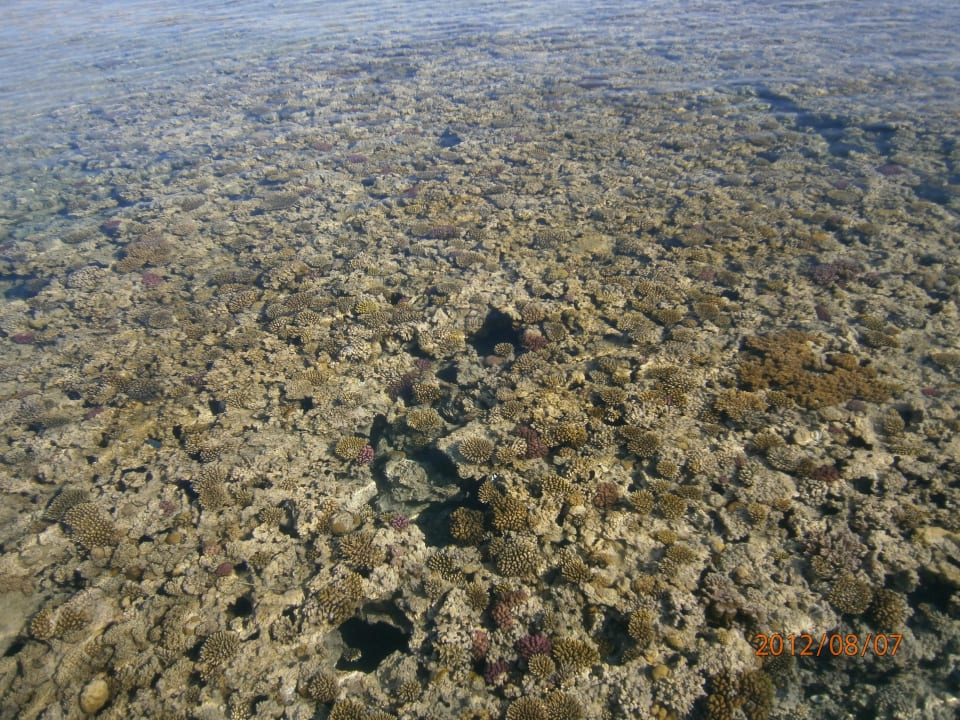 Korallen vom Steg fotografiert Cleopatra Luxury Beach Resort Makadi Bay - Adults only