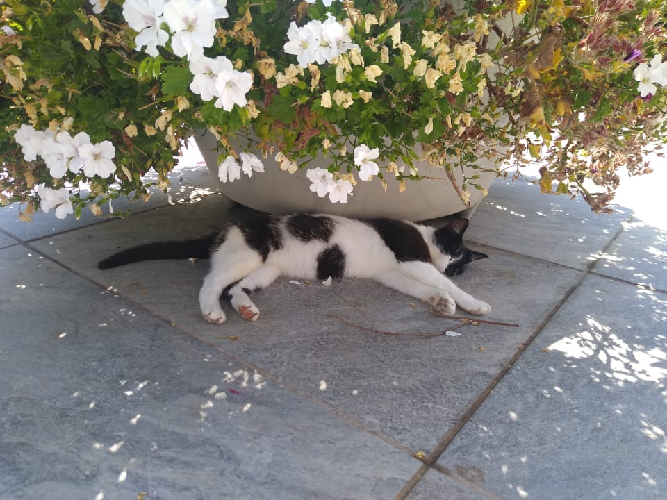 Sonstiges TUI MAGIC LIFE Calabria