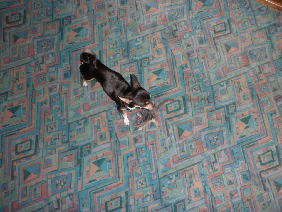 4Sterne - Zimmerteppich Hotel Pöllmann