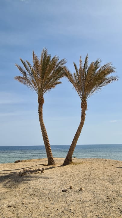 Strand Malikia Resort Abu Dabbab