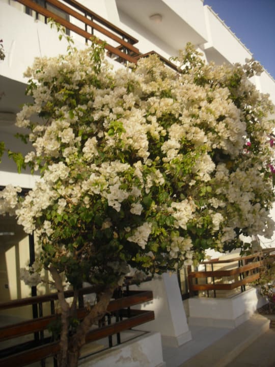 Тропинка к номеру The Grand Hotel Hurghada