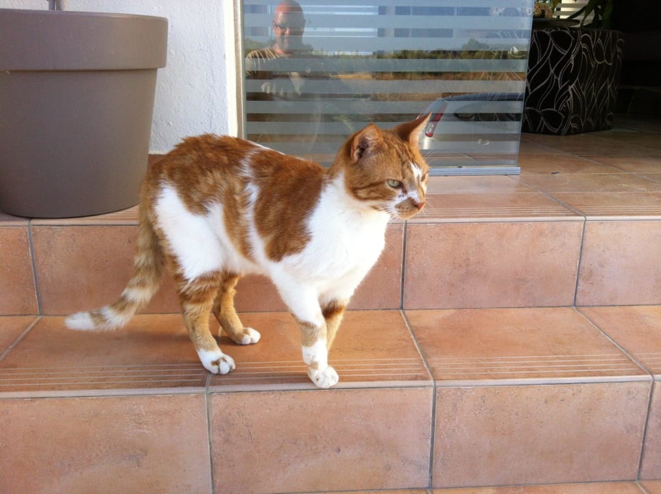 Prince of the Princess of Naxos Hotel Princess Of Naxos