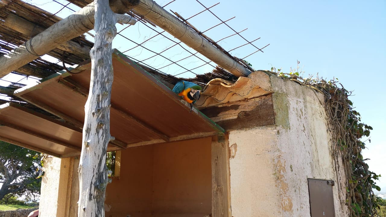 Sonstiges allsun Hotel Bahia del Este