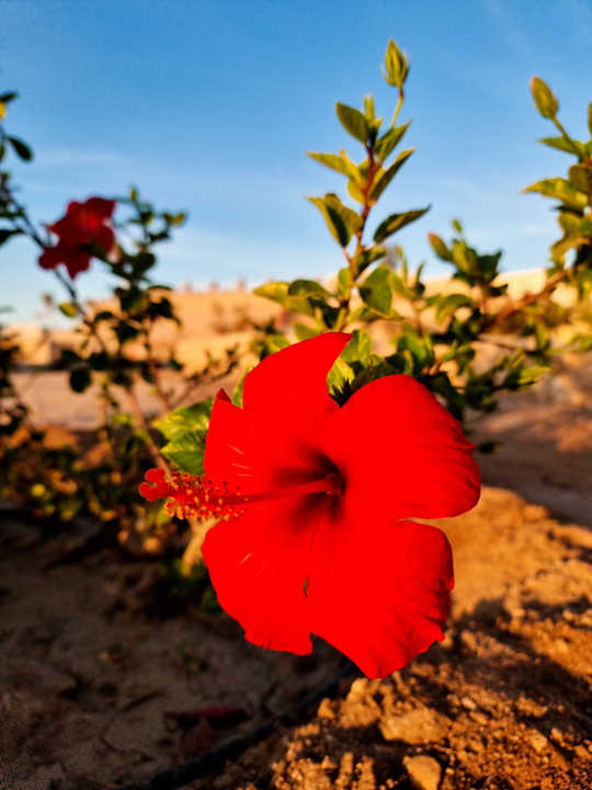 Sonstiges Siva Golden Bay Makadi