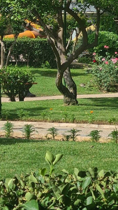 Gartenanlage Belconti Resort Hotel