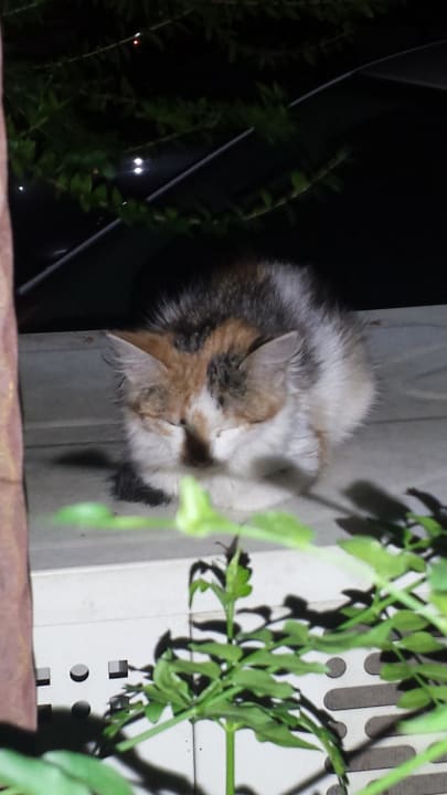 Die drei-farbige-Babykatze Hotel Kahya