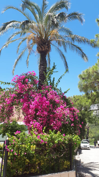 Gartenanlage Aleria Belport Beach Hotel