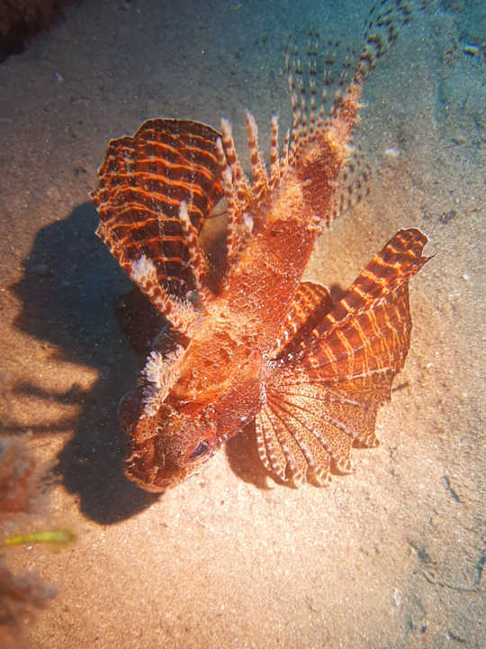 Strand Pickalbatros Oasis Hotel - Port Ghalib
