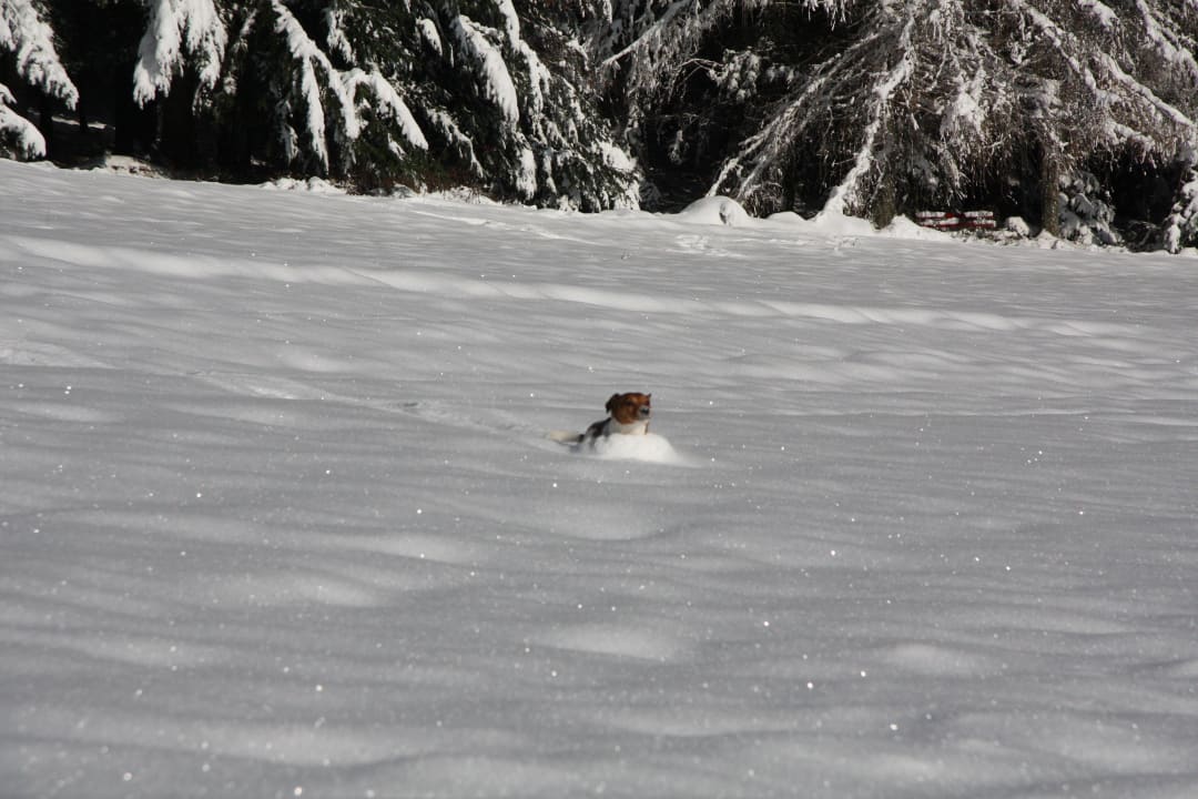 Bambam im Neuschnee Hotel Schöne Aussicht
