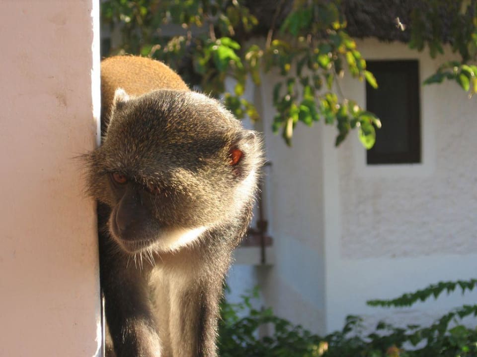 Nachbarn Neptune Paradise Beach Resort & Spa