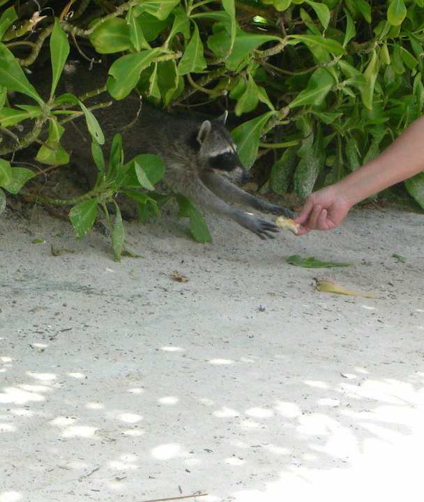 Zutrauliche Waschbären Grand Palladium Kantenah Resort & Spa