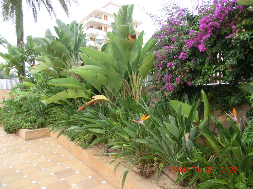Pool Grupotel Acapulco Playa - Adults only