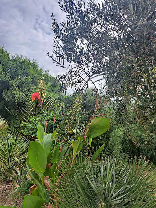 Gartenanlage Calimera One Resort Jockey