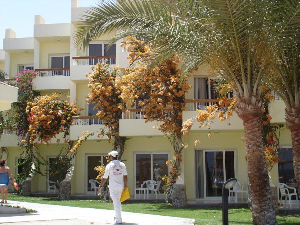 Schöne Blütenpracht Palm Beach Resort