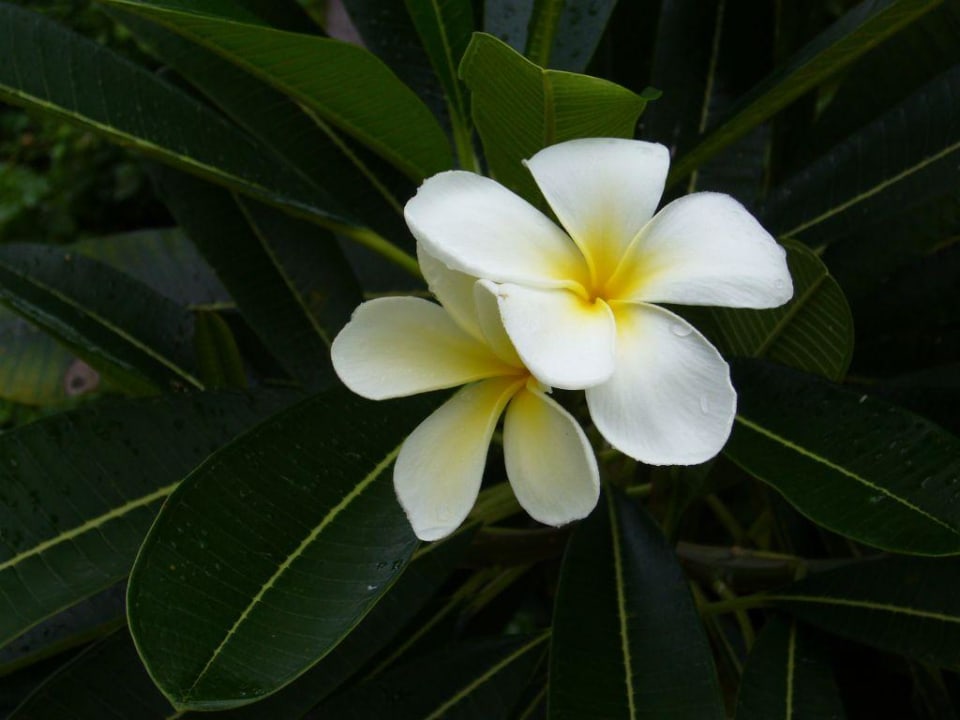 Frangipani Meeru Maldives Resort Island