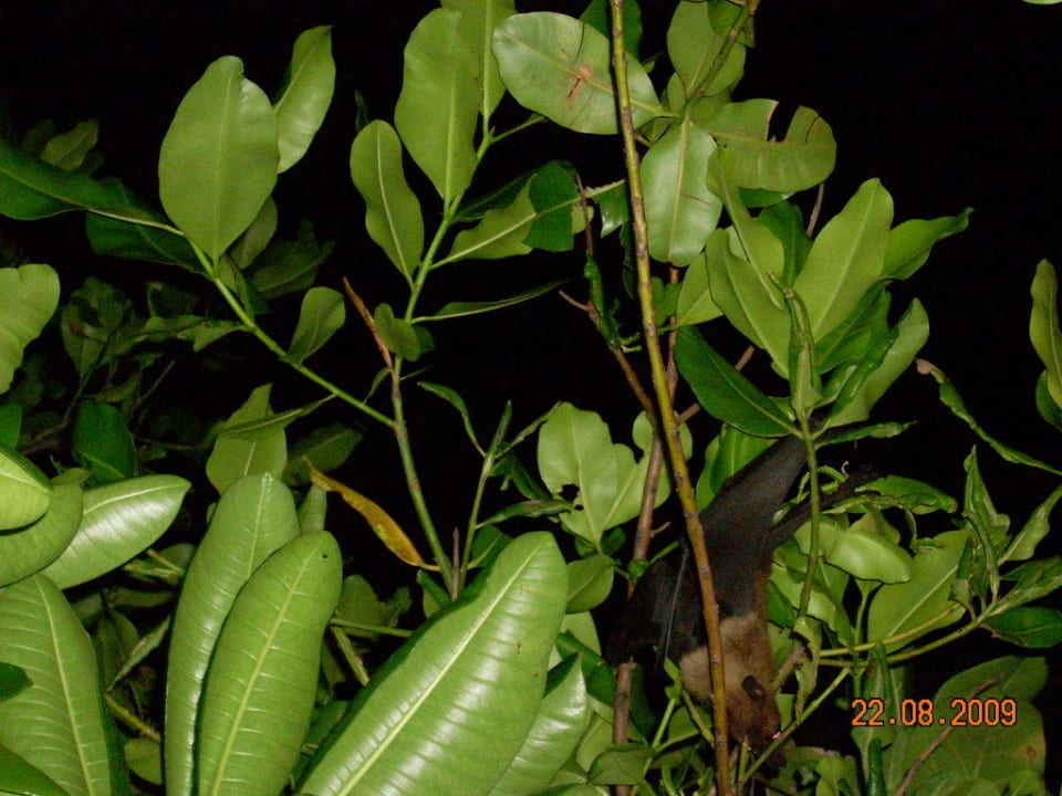 Flughund NH Collection Maldives Reethi Resort