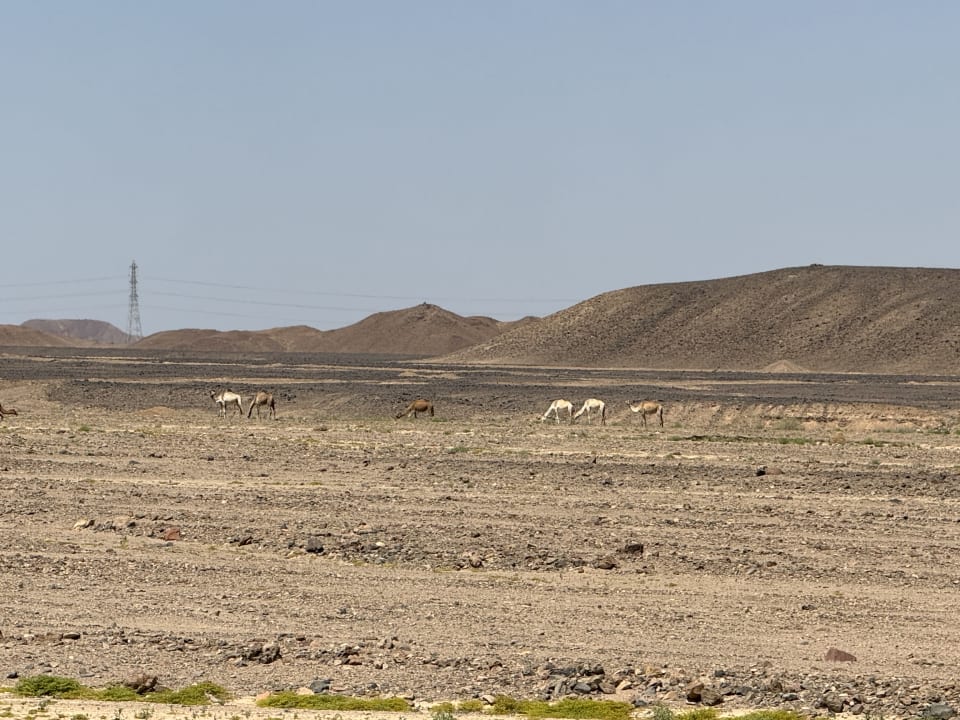 Ausblick Pickalbatros Vita Resort - Portofino Marsa Alam