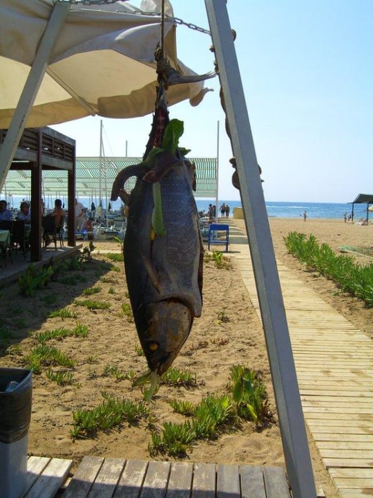 Thunfisch am Strand Restaurant Sunis Evren Beach Resort Hotel & Spa