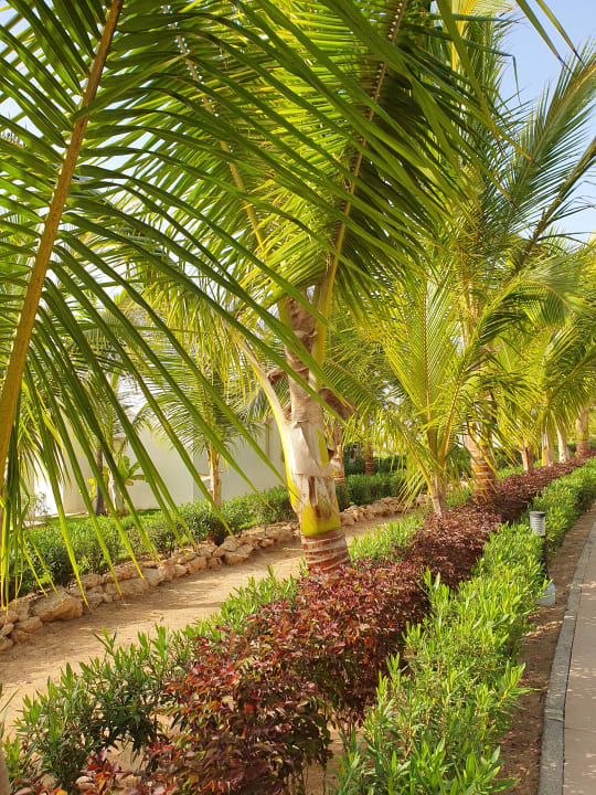 Gartenanlage Hotel Riu Palace Boavista