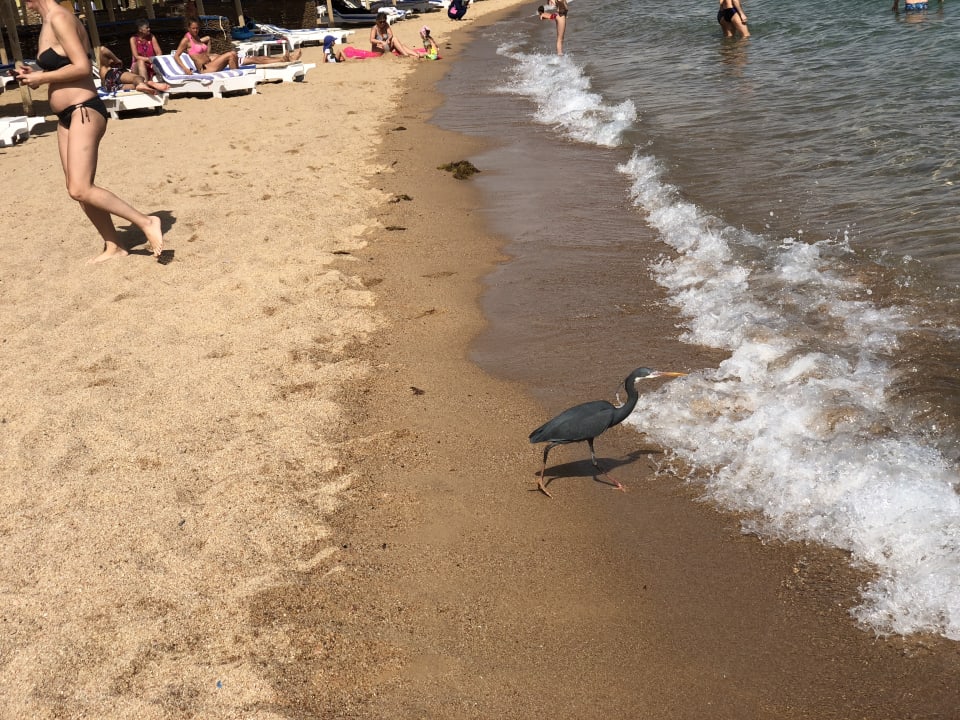 Strand Palm Beach Resort