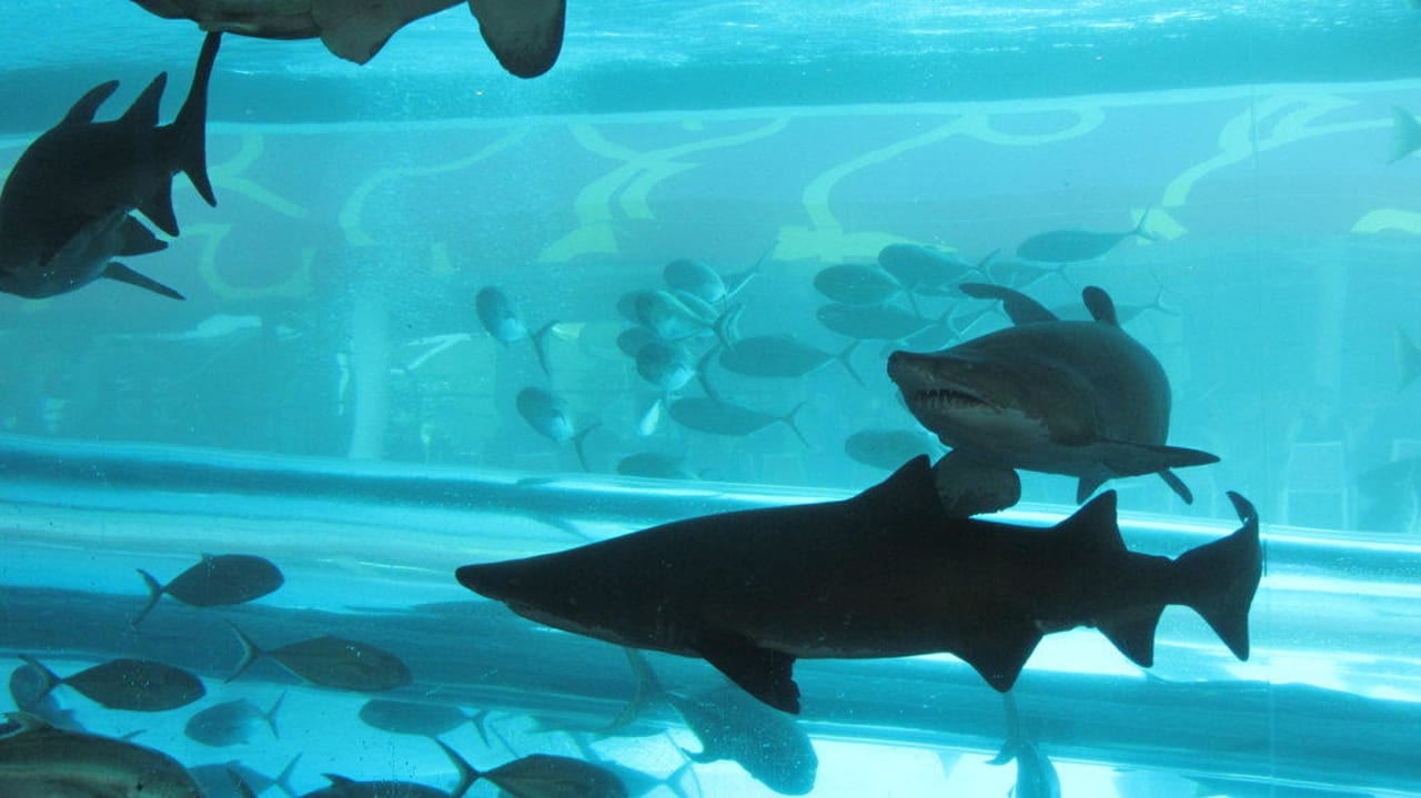 The Tank  Hotel Golden Nugget