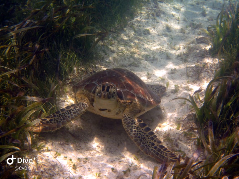 Sport & Freizeit Akumal Bay Beach & Wellness Resort