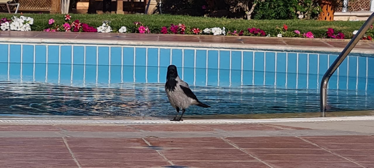 Pool Jaz Makadi Saraya Resort