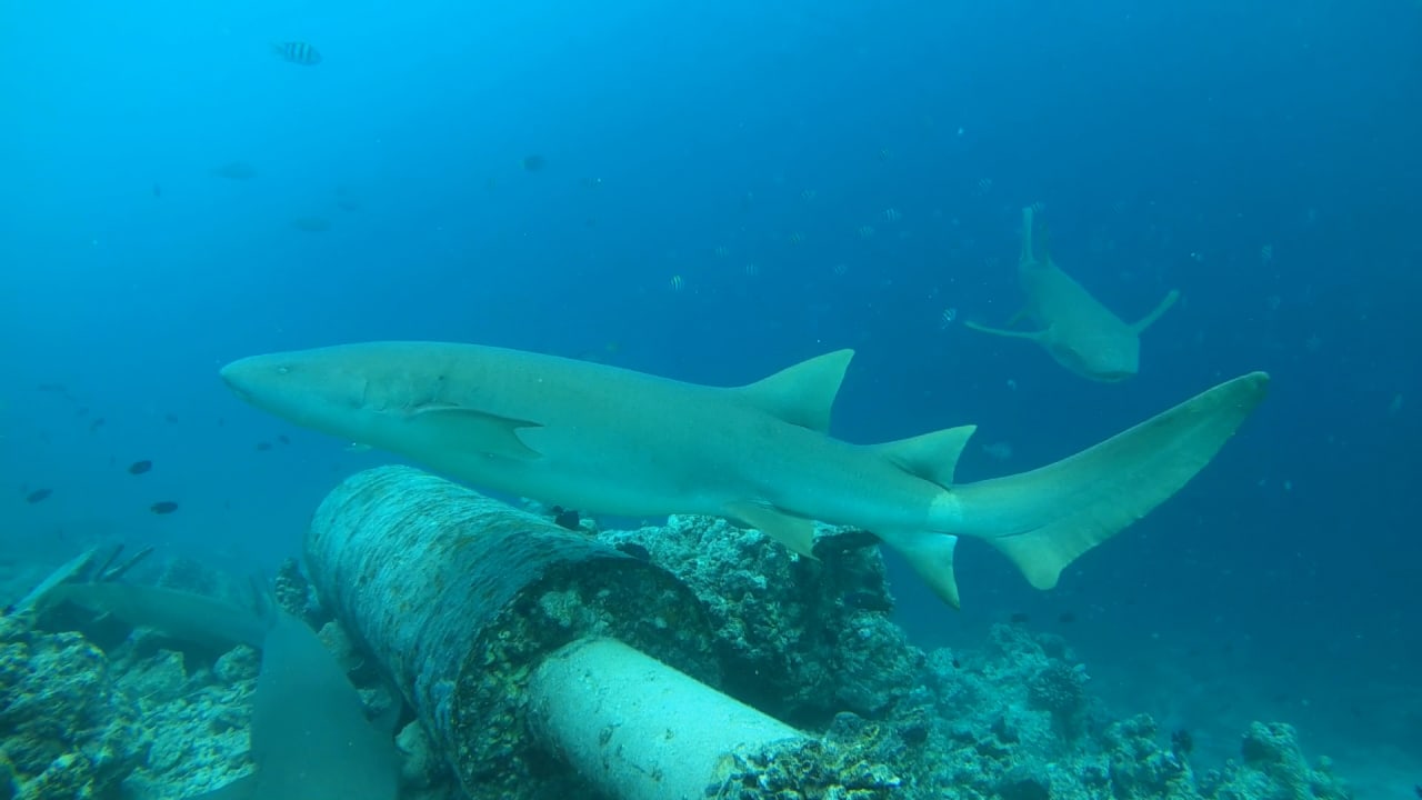 Sport & Freizeit Summer Island Maldives