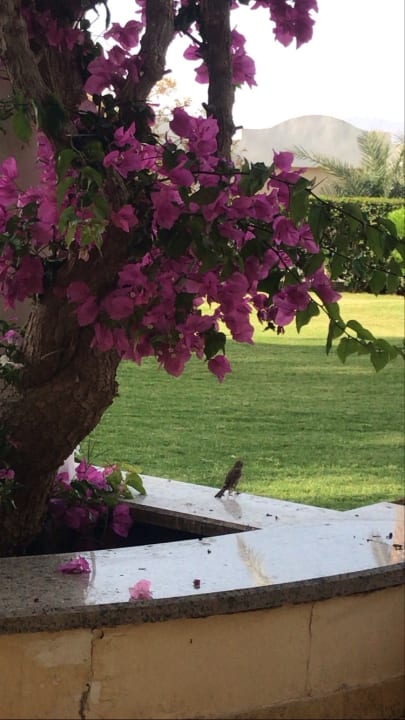 Gartenanlage Palm Royale Resort - Soma Bay