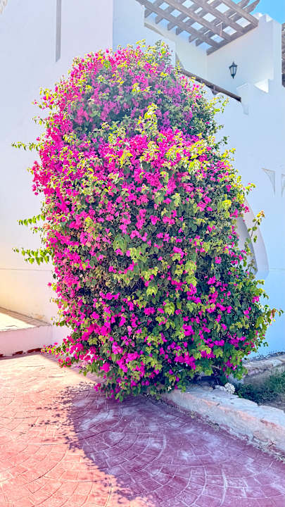 Gartenanlage Three Corners Equinox Beach Resort