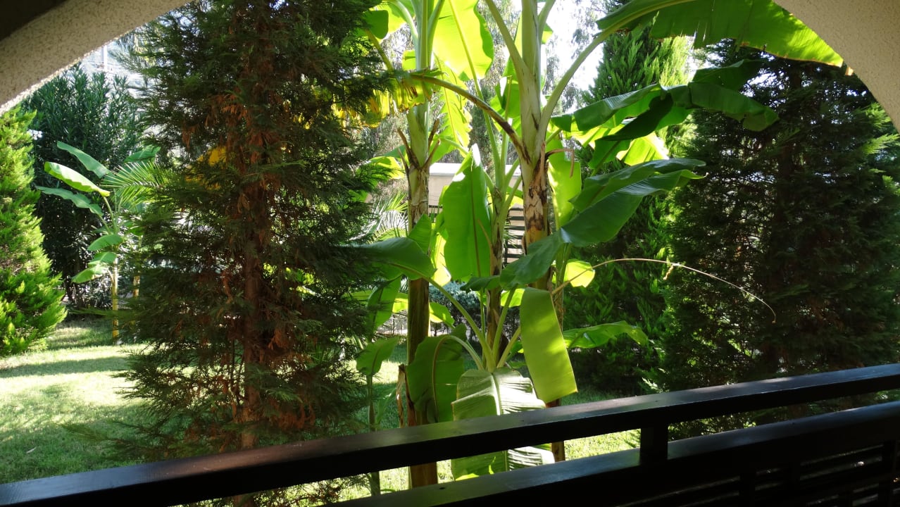 Widok z pokoju Latanya Park Resort