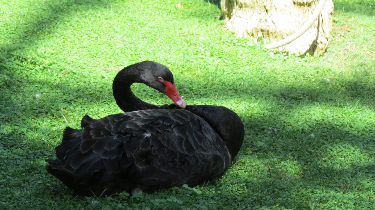 Schwarzer Schwan Hotel Botanico & The Oriental Spa Garden
