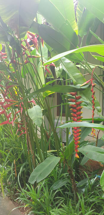 Gartenanlage Bangsak Village